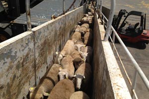 exportacion de ovejas