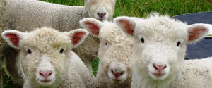 Exportacion ovejas